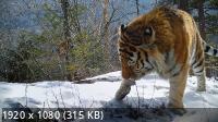    / Russia's Wild Tiger (2022) WEB-DL 1080p