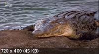 Самые опасные крокодилы мира / World's Deadliest Crocs (2019) HDTVRip