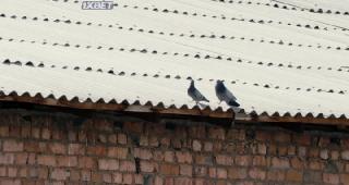 Босоногий бегун (2019)