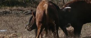 Том Медина (2021)