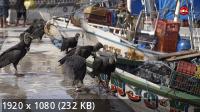Как река становится морем. Амазонка / Au Bout c'est la Mer. L'Amazone (2019) HDTV 1080i
