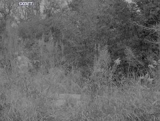 Козодой (2021)