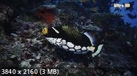 Окно дикой природы - Морские сокровища / Wild Window Bejeweled Fishes (2017) UHDTV 2160p