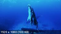 Окно дикой природы - Киты / Wild Window: Whales (2017) WEB-DL 1080p