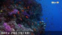 Окно дикой природы - Королевство кораллов / Wild Window: Coral Kingdoms (2017) UHDTV 2160p
