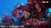    -   / Wild Window: Coral Kingdoms (2017) UHDTV 2160p