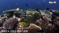 Окно дикой природы - Королевство кораллов / Wild Window: Coral Kingdoms (2017) UHDTV 2160p