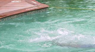 Девушка по найму (2019)