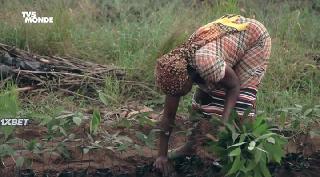 Тростник (2021)