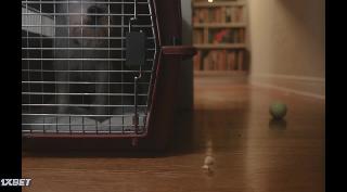 Марсель, ракушка в ботинках (2021)