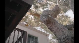 Марсель, ракушка в ботинках (2021)