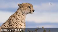 - / Maasai Mara (2020) WEBRip 720p