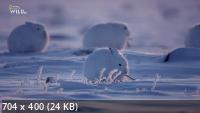 Аляска и её соседи / Alaska and the Wilds Beyond (2021) HDTVRip