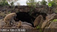    / Baboons: A Really Wild Family (2021) HDTVRip 720p