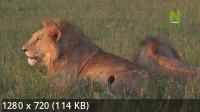   :  ,   / Lions and Hyenas: Owners of Death, Guardians of Life (2020) HDTVRip 720p