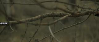 Распиленный (2022)