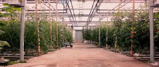 Мэйфлауэр II (2020)