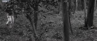 Прощай, Годар (2020)